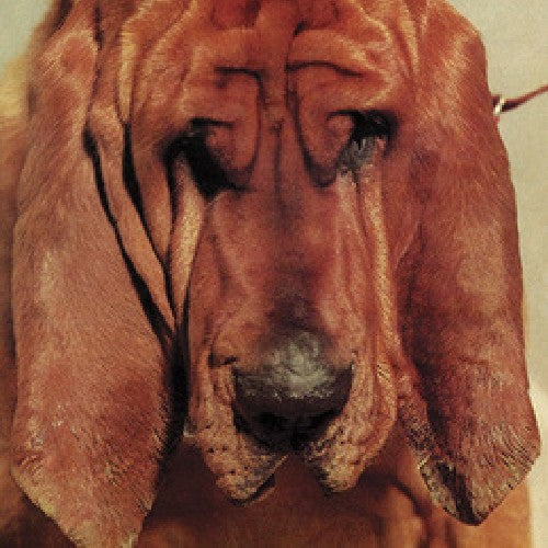 Segall, Ty: Goodbye Bread ( RECORD )