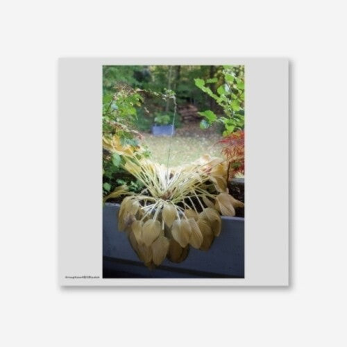 Hyukoh: Through Love ( RECORD )