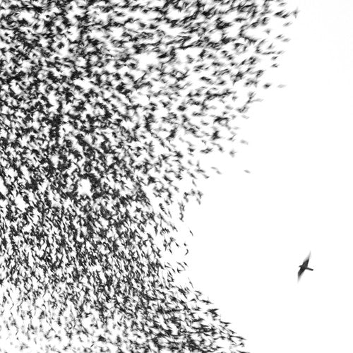 Wilco: Sky Blue Sky ( RECORD )