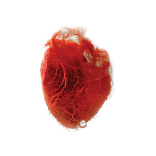 Akron/Family: Love Is Simple ( RECORD )