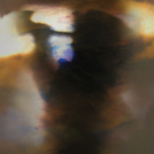 Animal Collective: Fall Be Kind ( RECORD )