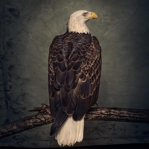 Clutch: Book Of Bad Decisions ( RECORD )