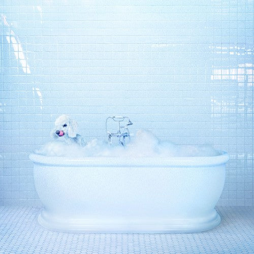 Frankie Cosmos: Vessel ( RECORD )
